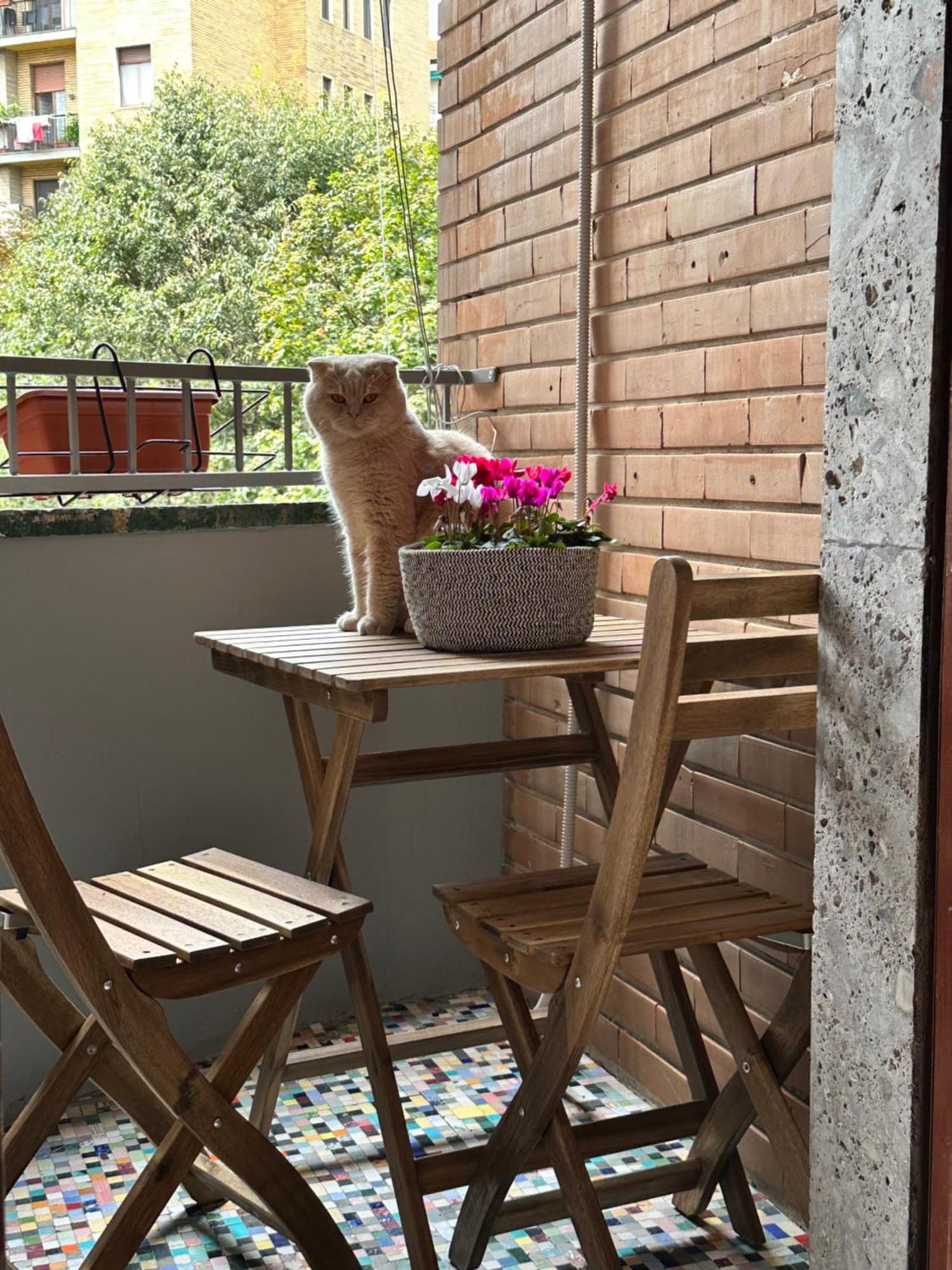 Kittens House Pensión Milán